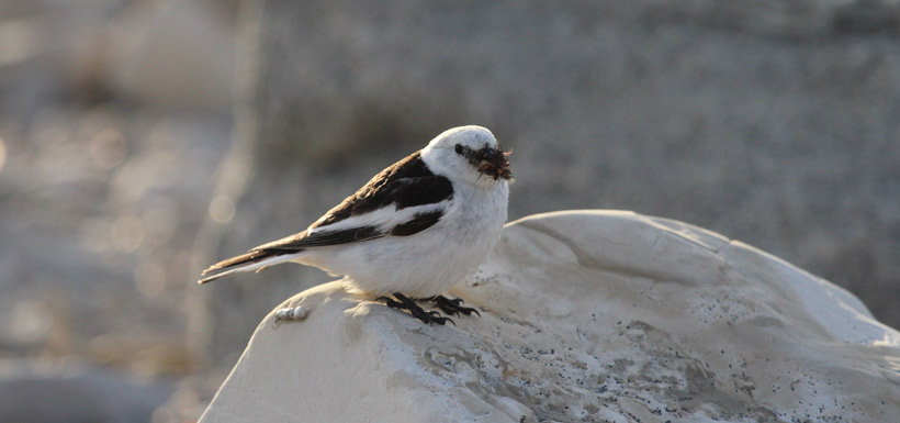 Wildlife Wednesday - Snow Bunting