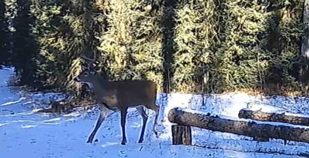 Wildlife Wednesday - White-Tailed Deer