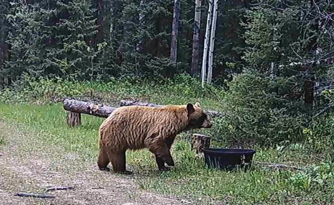 Wildlife Wednesday - Black Bears (or in this case Cinnamon)